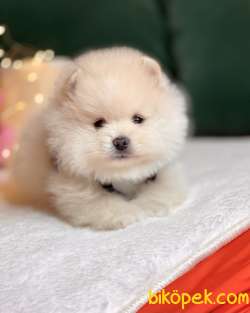 Satılık Pomeranian Boo Teddy Bear Yavrular 3