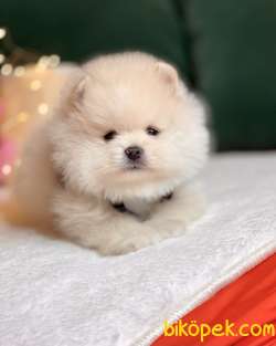 Satılık Pomeranian Boo Teddy Bear Yavrular 5