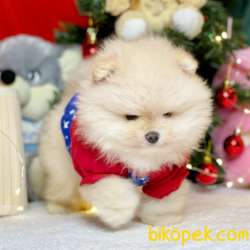Satılık Pomeranian Boo Teddy Bear Yavrular 4