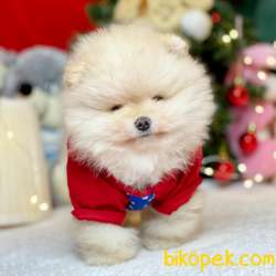 Satılık Pomeranian Boo Teddy Bear Yavrular 1
