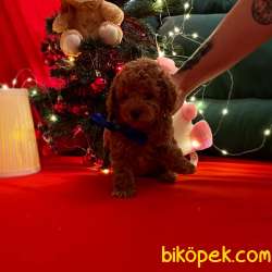 Pomeranian Boo Teddy Bear Yavrular 3