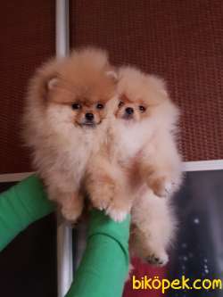 Pomeranian Boo Teddy Bear Yavrular 1