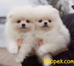 Pomeranian Boo Teddy Bear Yavrular 3