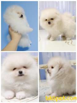 Pomeranian Boo Teddy Bear Yavrular 2