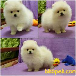 Pomeranian Boo Teddy Bear Yavrular 1