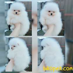 Pomeranian Boo Teddy Bear Yavrular 4