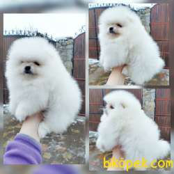 Pomeranian Boo Teddy Bear Yavrular 3