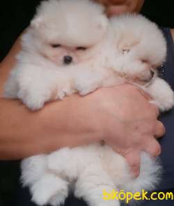 Pomeranian Boo Teddy Bear Yavrular 2