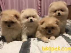 Pomeranian Boo Teddy Bear Yavrular 1