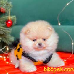 Pomeranian Boo Teddy Bear Yavrular 1
