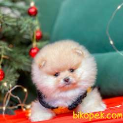 Pomeranian Boo Teddy Bear Yavrular 3