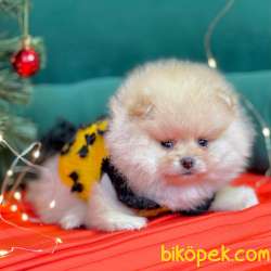 Pomeranian Boo Teddy Bear Yavrular 2