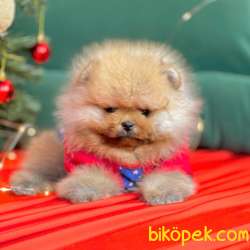 Pomeranian Boo Teddy Bear Yavrular 2