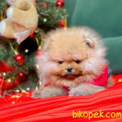 Pomeranian Boo Teddy Bear Yavrular 3