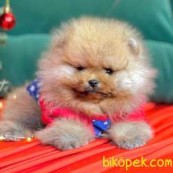Pomeranian Boo Teddy Bear Yavrular 1