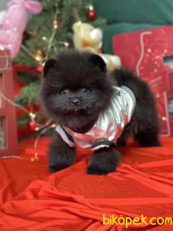 Pomeranian Boo Teddy Bear Yavrular 2