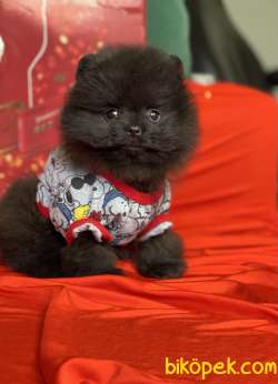 Pomeranian Boo Teddy Bear Yavrular 4