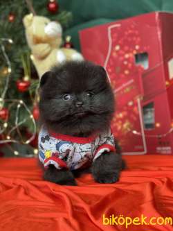 Pomeranian Boo Teddy Bear Yavrular 5