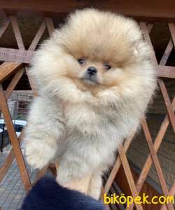 Pomeranian Boo Teddy Bear Yavrular 3