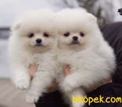 Pomeranian Boo Teddy Bear Yavrular 4