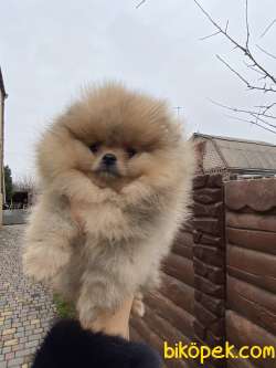 Pomeranian Boo Teddy Bear Yavrular 5