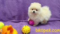 Pomeranian Boo Teddy Bear Yavrular 1