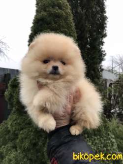 Pomeranian Boo Teddy Bear Yavrular 3