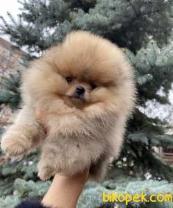 Pomeranian Boo Teddy Bear Yavrular 4