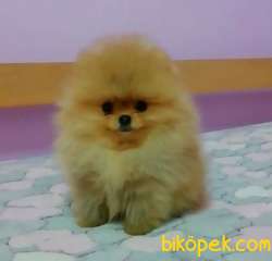 Pomeranian Boo Teddy Bear Yavrular 2