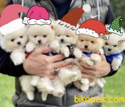 Pomeranian Boo Teddy Bear Yavrular 3