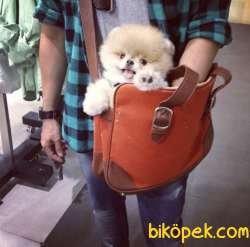 Pomeranian Boo Teddy Bear Yavrular 2