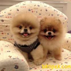 Pomeranian Boo Teddy Bear Yavrular 1