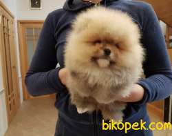 Sağlık&ırk Garantili Pomeranian Boo Teddy Bear Yavrular 2