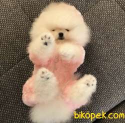 Sağlık&ırk Garantili Pomeranian Boo Teddy Bear Yavrular 4