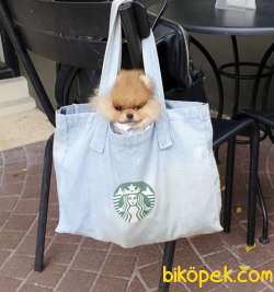 Sağlık&ırk Garantili Pomeranian Boo Teddy Bear Yavrular 3