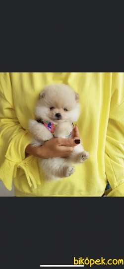 Sağlık&ırk Garantili Pomeranian Boo Teddy Bear Yavrular 1