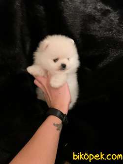 Pomeranian Boo Teddy Bear Yavrular 4