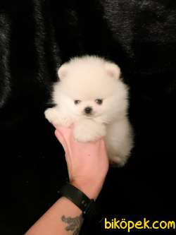 Pomeranian Boo Teddy Bear Yavrular 3