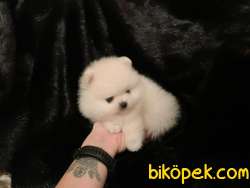 Pomeranian Boo Teddy Bear Yavrular 2