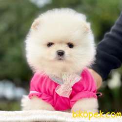 Pomeranian Boo Teddy Bear Yavrular 4