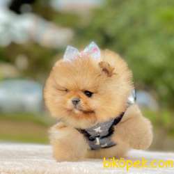Pomeranian Boo Teddy Bear Yavrular 1