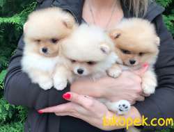 Pomeranian Boo Teddy Bear Yavrular 5