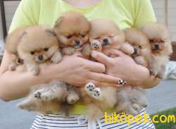 Pomeranian Boo Teddy Bear Yavrular 1