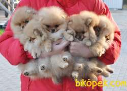Pomeranian Boo Teddy Bear Yavrular 2