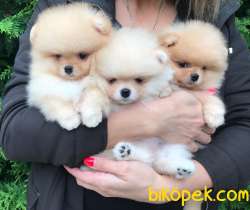 Pomeranian Boo Teddy Bear Yavrular 4