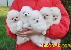Pomeranian Boo Teddy Bear Yavrular 3