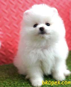 Pomeranian Boo Teddy Bear Yavrular 3