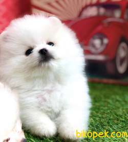 Pomeranian Boo Teddy Bear Yavrular 5