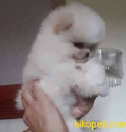 Pomeranian Boo Teddy Bear Yavrular 4