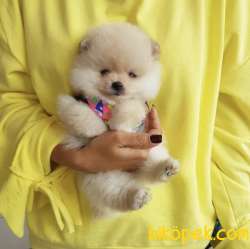 Pomeranian Boo Teddy Bear Yavrular 2